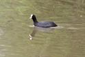 IMG_0043 Coot